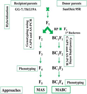 Does improved oleic acid content due to marker-assisted introgression of ahFAD2 mutant alleles in peanuts alter its mineral and vitamin composition?